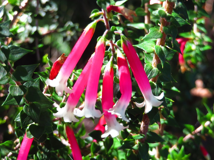 Australian Native Flora