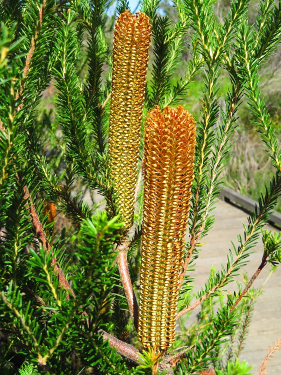 Australian Native Flora