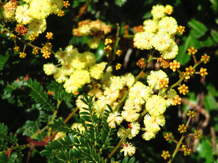 Australian Native Flora