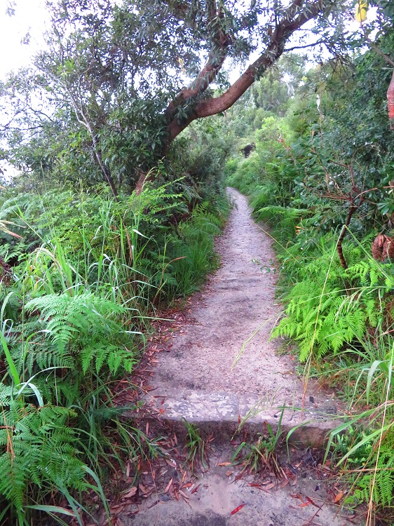A bush path on Stage 6 of the Bondi to Manly Path