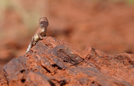 Mt Bruce or Punurrunha - Karijini National Park, Western Australia