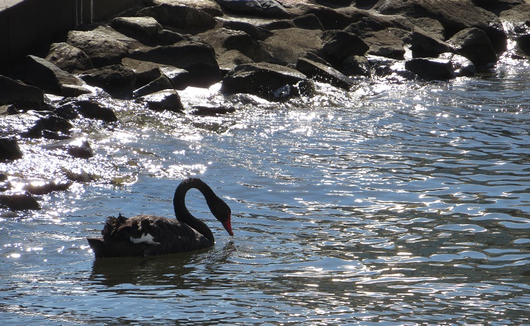 A black swan at Elizabeth Quay
