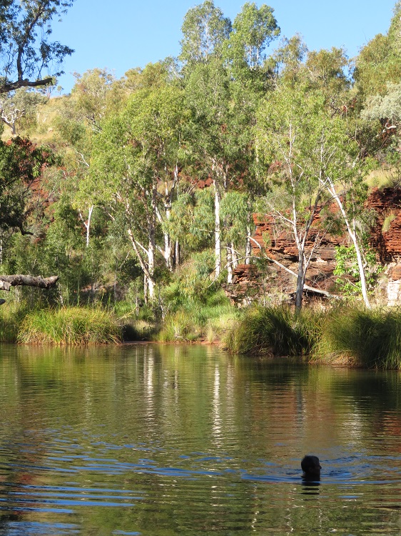 Rock pool at Kalamina Gorge, Karijini National Park Western Australia