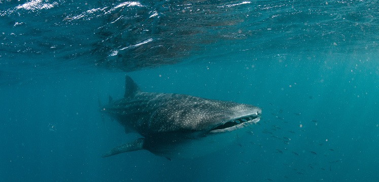 Whale shark on Ningaloo Reef