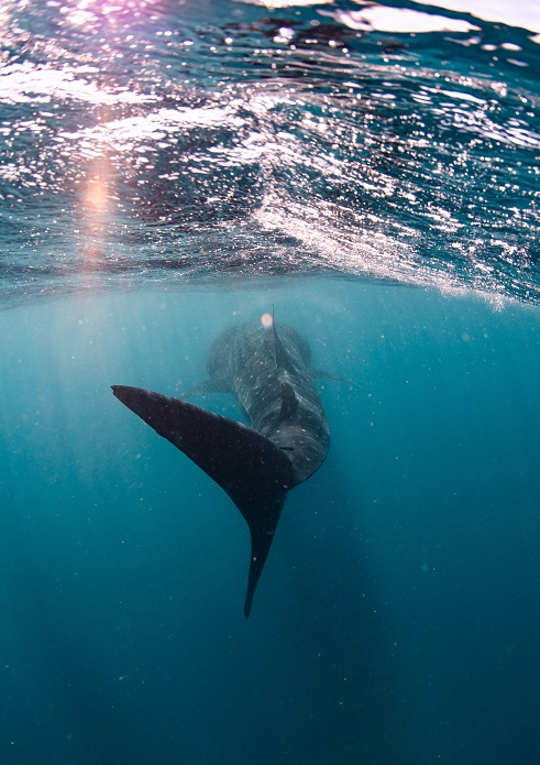 Whale shark on Ningaloo Reef