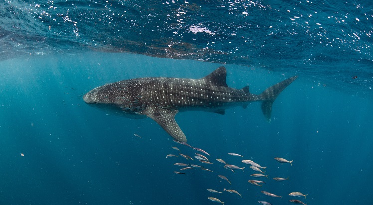 Swimming with whale sharks on Ningaloo Reef