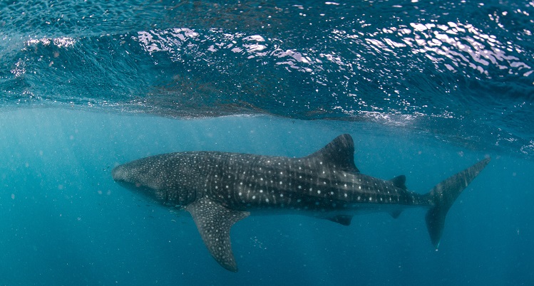 Swimming with whale sharks on Ningaloo Reef