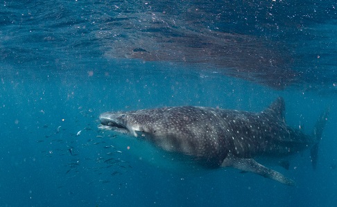 Swimming with whale sharks on Ningaloo Reef