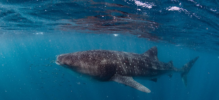 Swimming with whale sharks on Ningaloo Reef