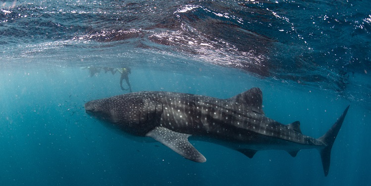 Swimming with whale sharks on Ningaloo Reef