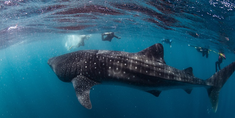 Swimming with whale sharks on Ningaloo Reef