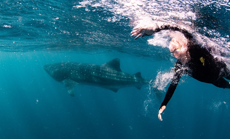 Swimming with whale sharks on Ningaloo Reef