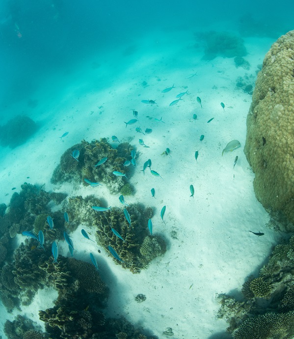 snorkeling on Ningaloo Reef