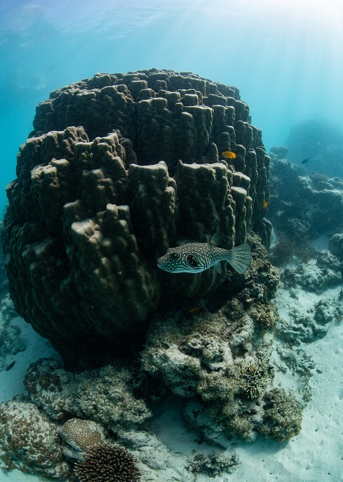 snorkeling on Ningaloo Reef