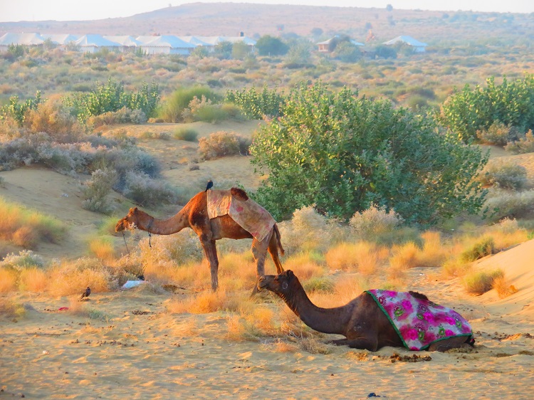 Camels in the Thar Desert, Rajasthan India