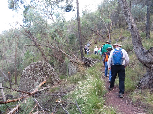 Mt Arthur Reserve - Wellington
