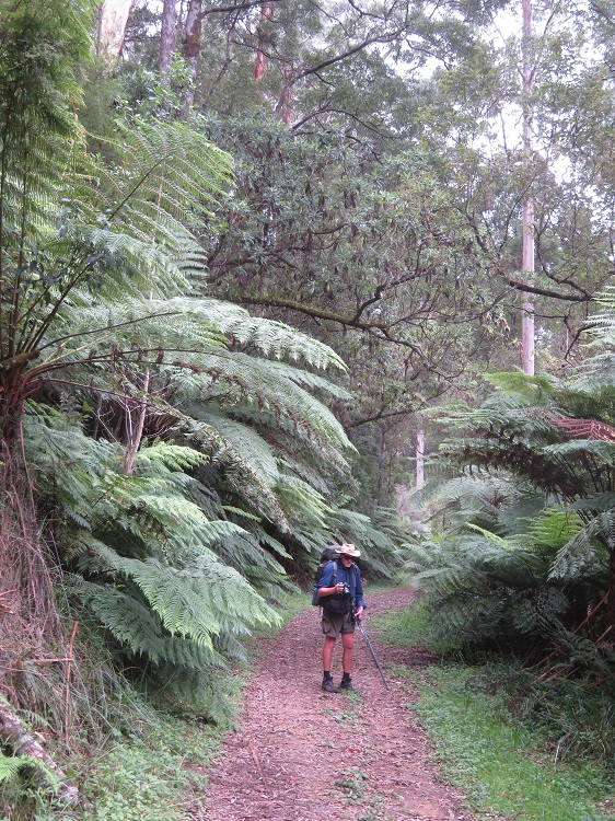 Magnificent Tree Ferns - Day 1 of Great Ocean Walk