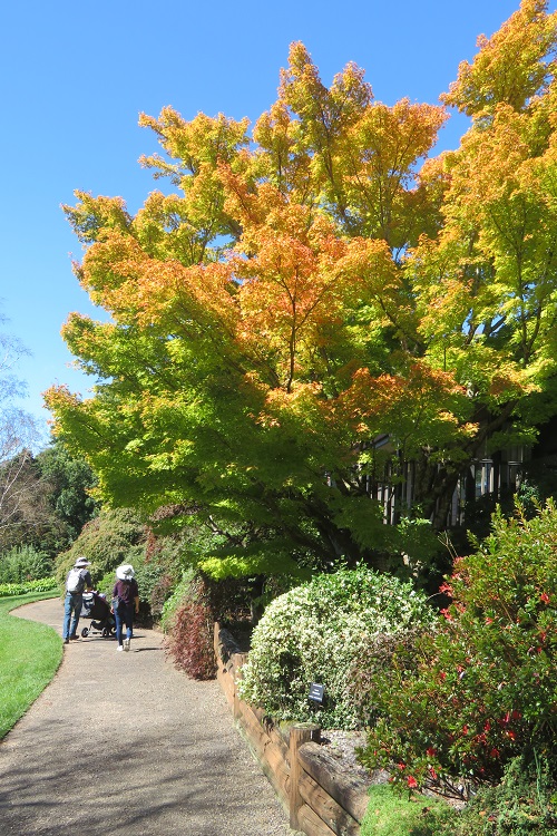 Autumn colours at Mt Tomah Botanic Gardens in the Blue Mountains