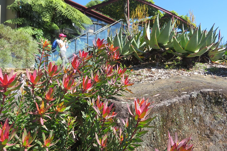 Mt Tomah Botanic Gardens in the Blue Mountains