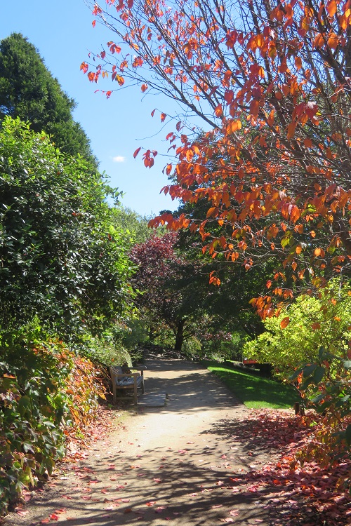 Autumn colours at Mt Tomah Botanic Gardens in the Blue Mountains