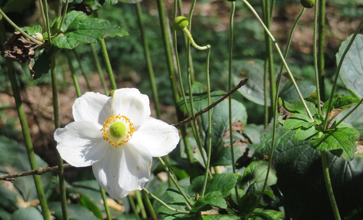 Mt Tomah Botanic Gardens in the Blue Mountains