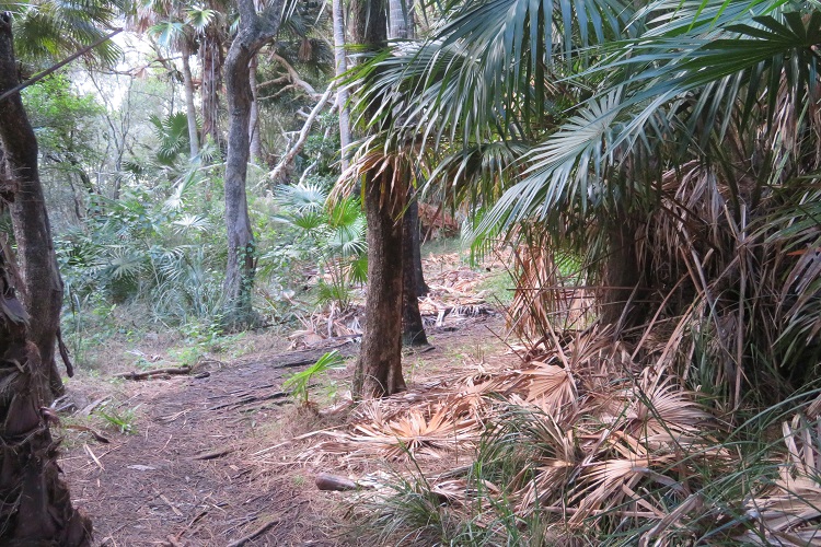 The Booti Hill Walk, Booti Booti National Park