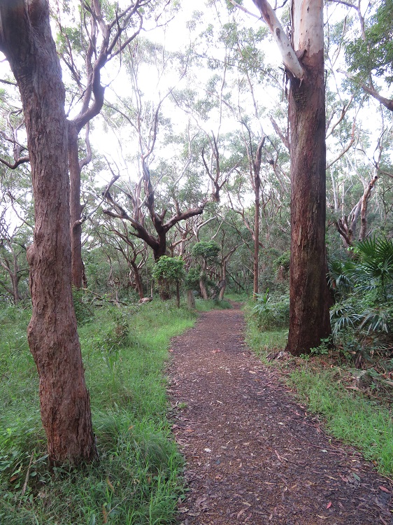 The Booti Hill Walk, Booti Booti National Park