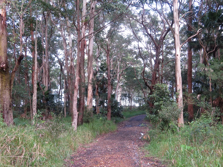 The Booti Hill Walk, Booti Booti National Park