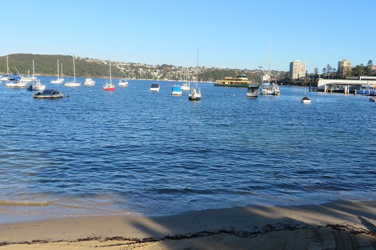 Cabbage Tree or Manly Cove East