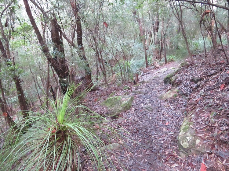 A bush path on the Great North Walk