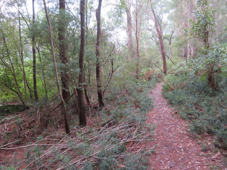 A bush path on the Great North Walk
