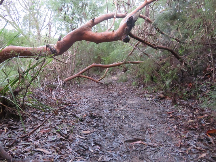 A path on the Great North Walk
