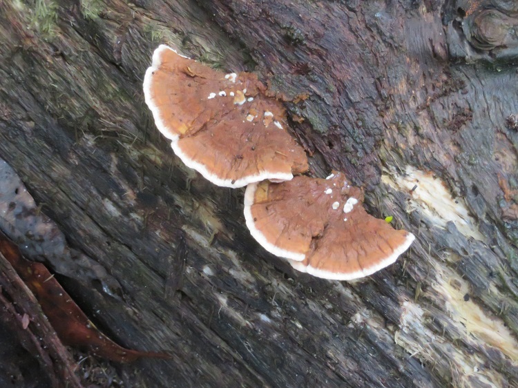 Fungi on the Great North Walk