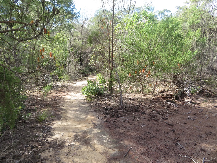 On the Great North Walk from Thornleigh