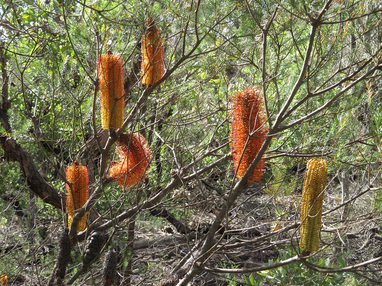 On the Great North Walk from Thornleigh