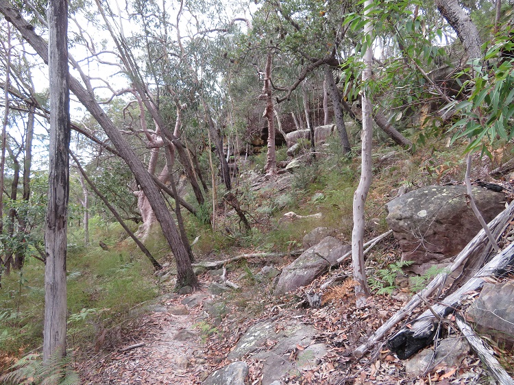 On the Great North Walk from Thornleigh