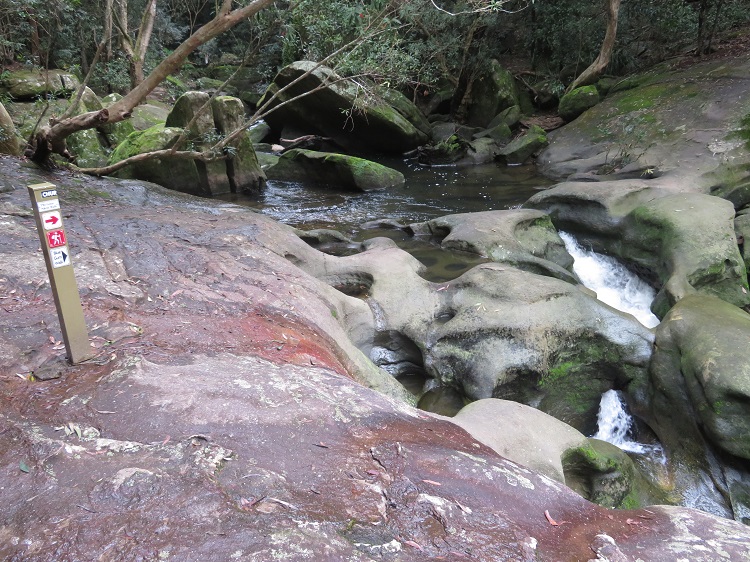 On the Great North Walk from Thornleigh