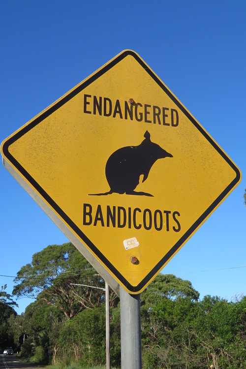Endangered Bandicoots sign