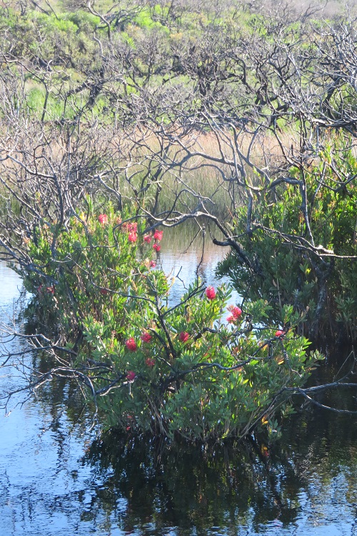 Hanging Swamp on North Head