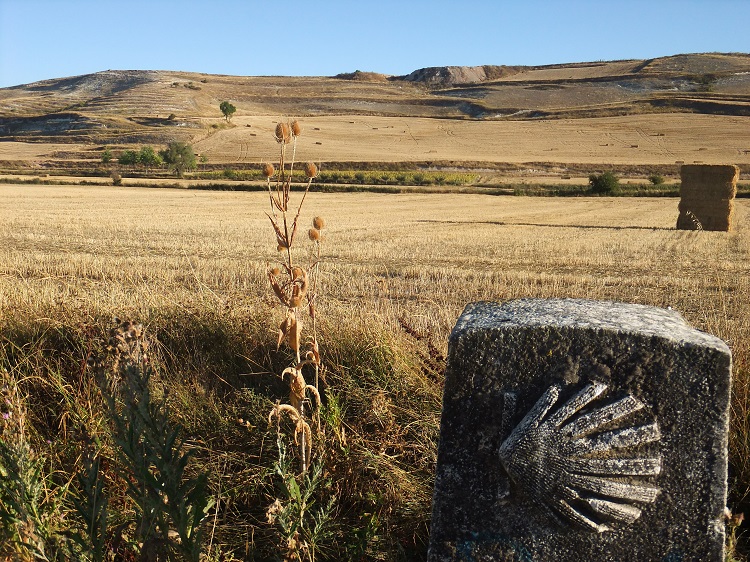 Camino Shells on the meseta, Camino Frances 2013