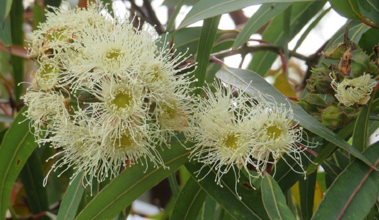 Stg 5 - gum blossoms