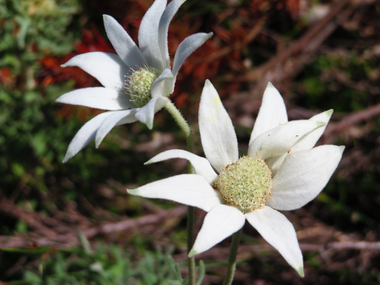 Stg 7 - Native blooms