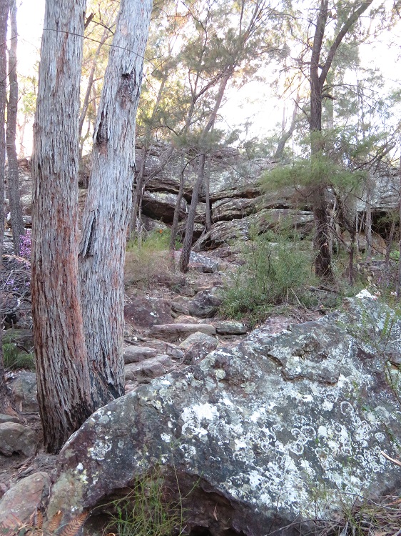 A rocky path on the Great North Walk