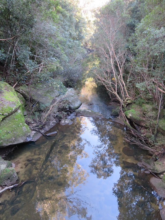 A gurgling creek on the Great North Walk