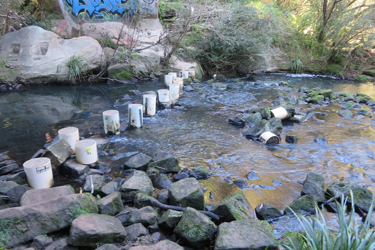 Stepping stones on the Great North Walk