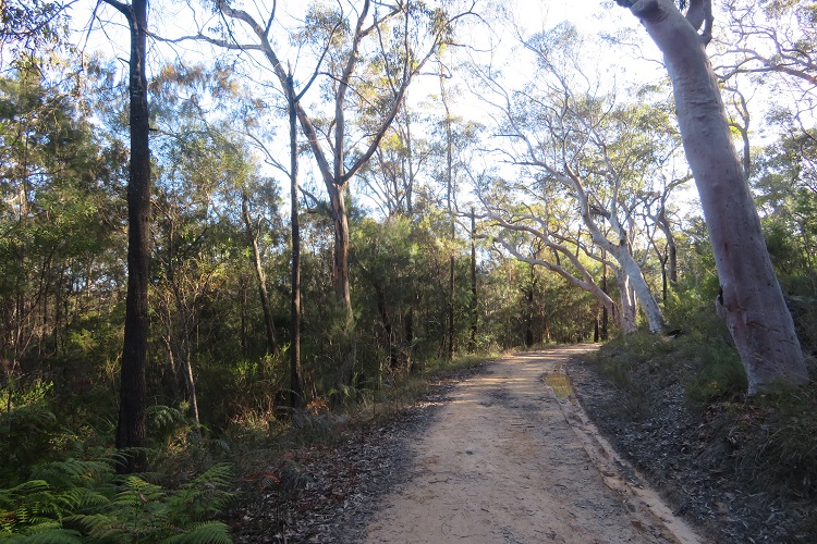 A wide path on the Great North Walk