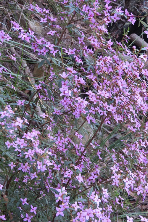 Native flora on the Great North Walk