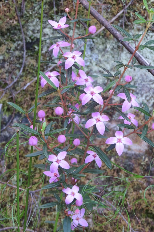 Native flora on the Great North Walk