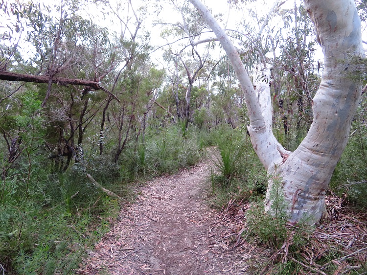 Glorious bush paths on Day 5 of the Great North Walk