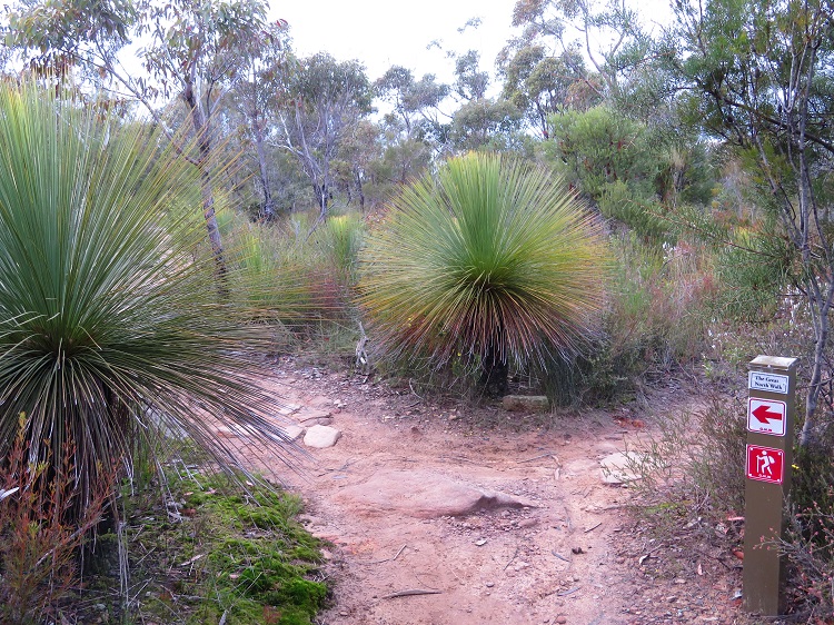 Glorious bush paths on Day 5 of the Great North Walk